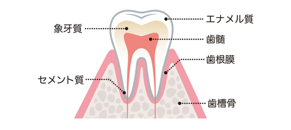 歯の仕組み
